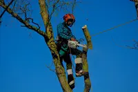 Entre Mille Branches