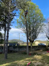 Elagage Arboriste Grimpeur Cédric Contardo