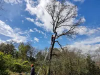 Travaux Forestiers Cevennes Clairs