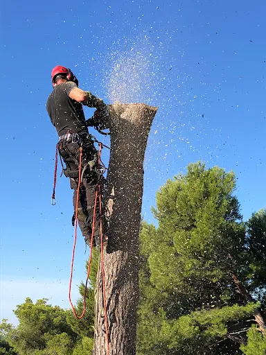 Arbor Nature Elagage