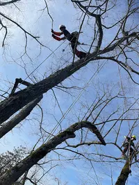 Atger Arboristes Associés