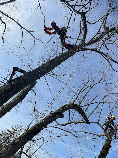Atger Arboristes Associés