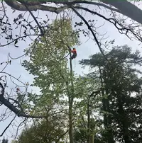 Bc Service Élagage