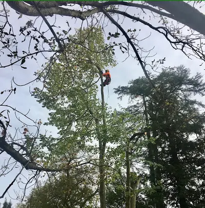 Bc Service Élagage
