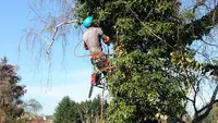 Entreprises Rj D’élagage Elagueur Paysagiste