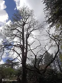 Castor Volant