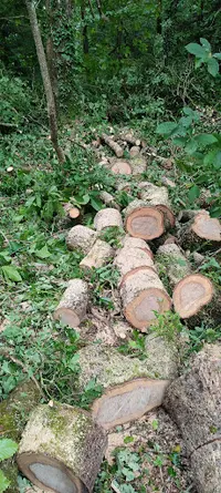 Breizh Ile Élagage