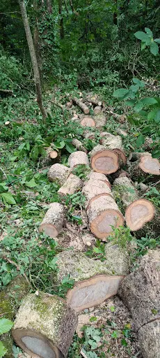 Breizh Ile Élagage