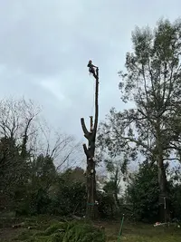 Arboriste & Co - Élagueur À Angers
