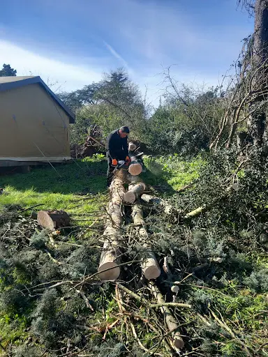 Hoffmann Élagueur 49 : Élagage D’arbres, Abattage Arbres. Entretien Jardin - Angers - Maine-et-loire (49)