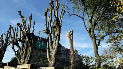 O2 l'Arbre - Entreprise d'Élagage
