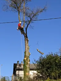 Hêtre en l'Air
