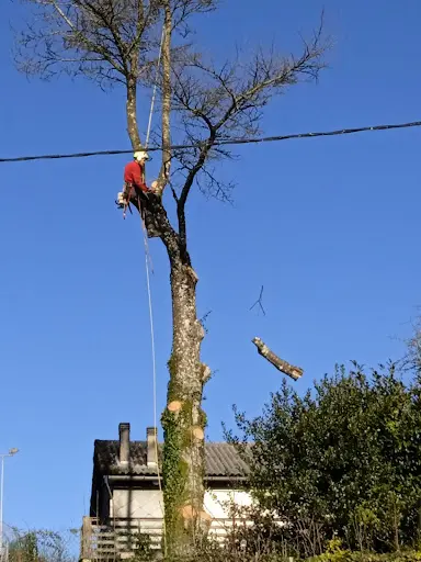 Hêtre en l'Air