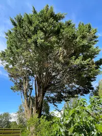 Les Arbres du Marais