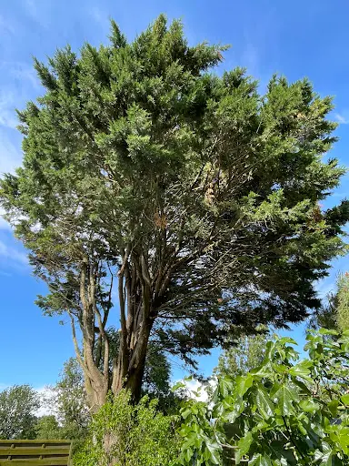 Les Arbres du Marais