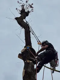 Aps Arbres et Paysages Services