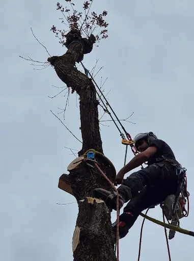 Aps Arbres et Paysages Services