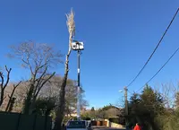 Elagueur 06 Dg - Entreprise d'Élagage d'Arbre 06