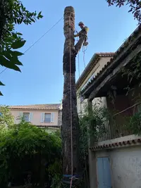 Elagueur 06 Élagage Camion Nacelle Abattage Arbres Dessouchage Débroussaillage Entretien Espaces Verts Alpes-maritimes Cannes