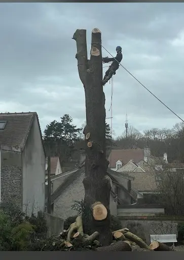 Elagueur Antony - Abattage, Dessouchage