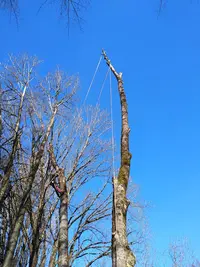 Arbor Apex