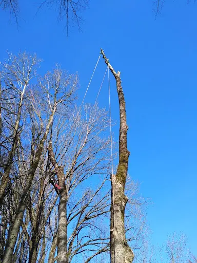 Arbor Apex