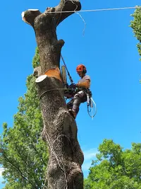 Julien le Goff Arboriste Grimpeur