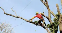 Entreprise Df Élagage Abattage 45 Elagueur Grimpeurs Jardinier Paysagiste Entretien Parc et Jardin