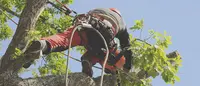 Duval Teddy Elagage Abattage et Entretien des Espaces Verts Pose de Grillage