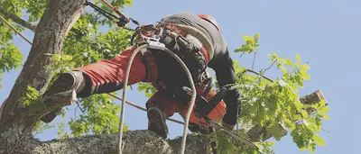 Duval Teddy Elagage Abattage et Entretien des Espaces Verts Pose de Grillage