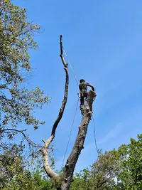 Arbonissa