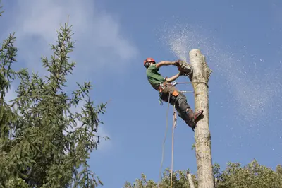 Treelogie Elagage
