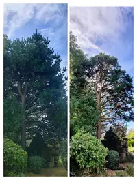 Le Temps des Arbres