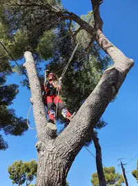 Top Élague