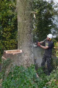 Elagage, Arbres et Jardins de Gâtine, Elagueur Grimpeur, Deux Sèvres