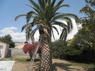 Narbonne Elagage