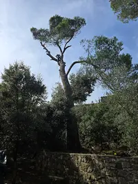 Provence Elagage