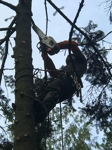 Le Bihan Élagage