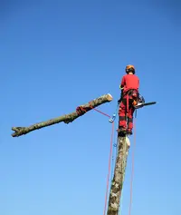 Brice Nivel Elagueur Arboriste