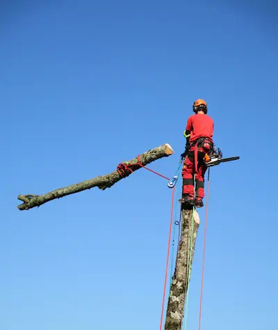 Brice Nivel Elagueur Arboriste