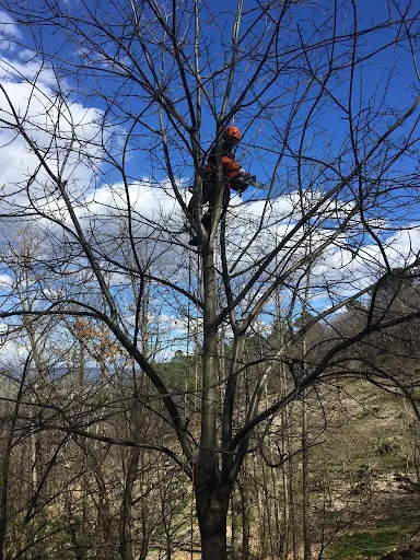 Arborigene
