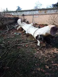 Beckert Paysagiste 71 Élagueur Bantanges - Terrassement