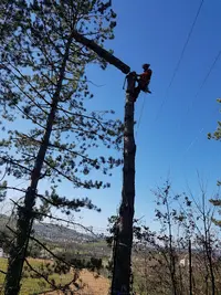 Ciel Arbre et Terre