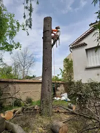 A.p.e.a. Adrien Paquier Élagage Abattage