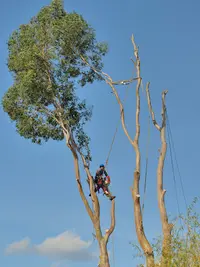 Vouhe Elagage