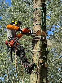 Top Arbre