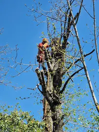 Elagueur Jardinier Paysagiste Belloy en France A.r.b Wdt