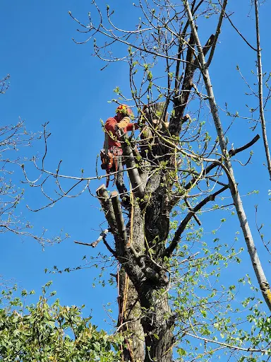 Elagueur Jardinier Paysagiste Belloy en France A.r.b Wdt