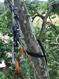 Forest Grimp