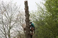 Ms Élagage
